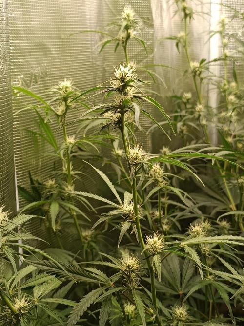 Jack Frost Widow Auto  Monkey Genetics🐒. Week 5