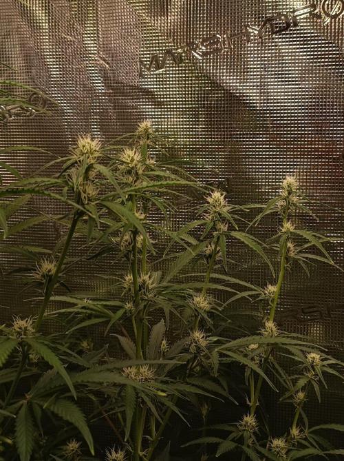 Jack Frost Widow Auto  Monkey Genetics🐒. Week 5