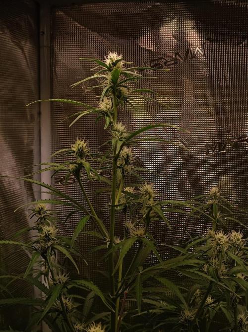 Jack Frost Widow Auto  Monkey Genetics🐒. Week 5