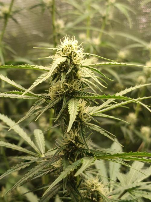 Jack Frost Widow Auto  Monkey Genetics🐒. Week 5
