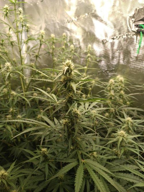 Jack Frost Widow Auto  Monkey Genetics🐒. Week 5