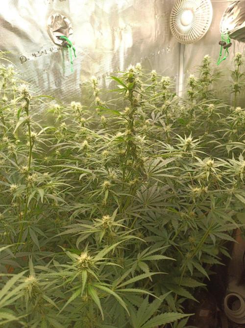 Jack Frost Widow Auto  Monkey Genetics🐒. Week 5