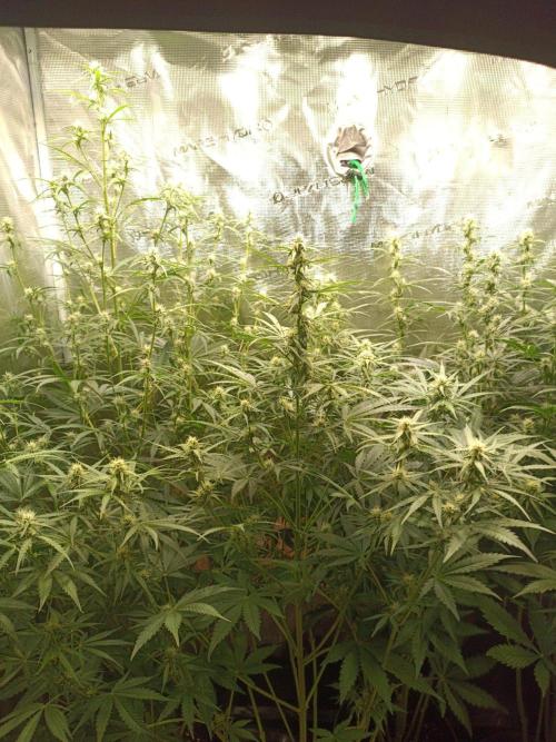 Jack Frost Widow Auto  Monkey Genetics🐒. Week 5