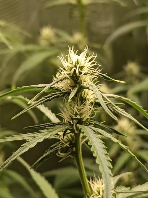 Jack Frost Widow Auto  Monkey Genetics🐒. Week 5
