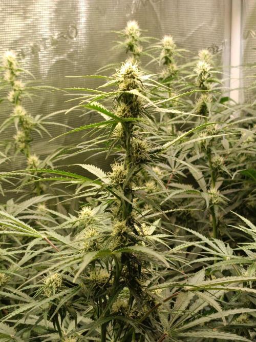 Jack Frost Widow Auto  Monkey Genetics🐒. Week 5