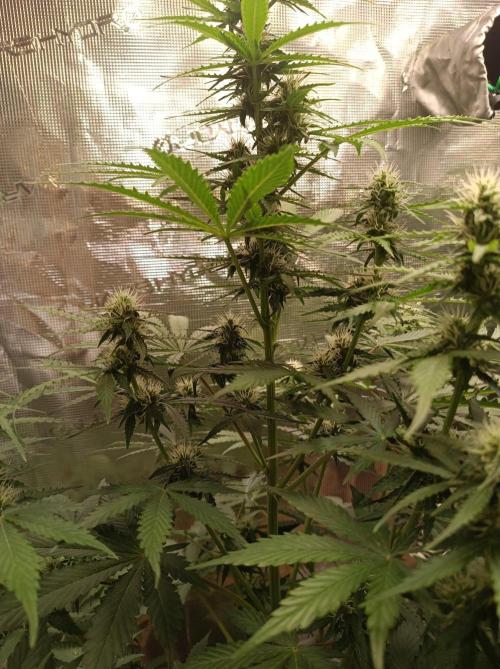 Biscotti Auto   Monkey Genetics🐒. Week 5