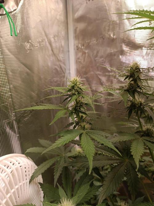 Biscotti Auto   Monkey Genetics🐒. Week 5