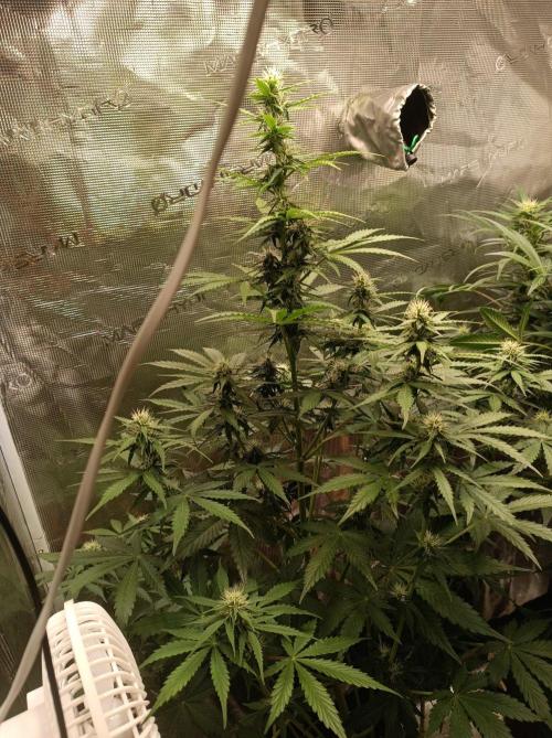 Biscotti Auto   Monkey Genetics🐒. Week 5