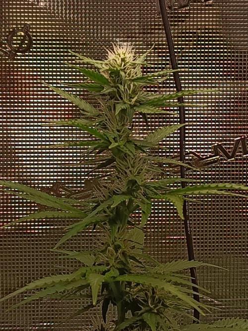 Biscotti Auto   Monkey Genetics🐒. Week 5