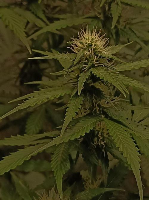 Biscotti Auto   Monkey Genetics🐒. Week 5