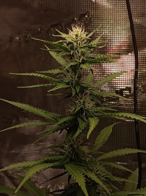 Biscotti Auto   Monkey Genetics🐒. Week 5