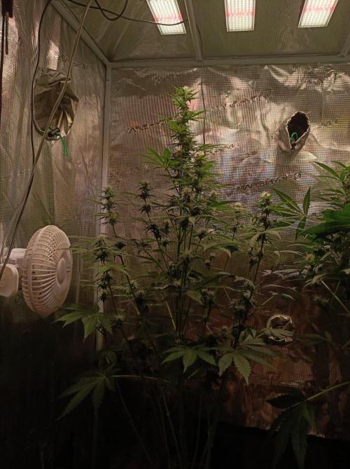 Biscotti Auto   Monkey Genetics🐒. Week 5