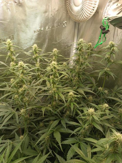 Blackberry Gas Auto Monkey Genetics🙊. Week 5