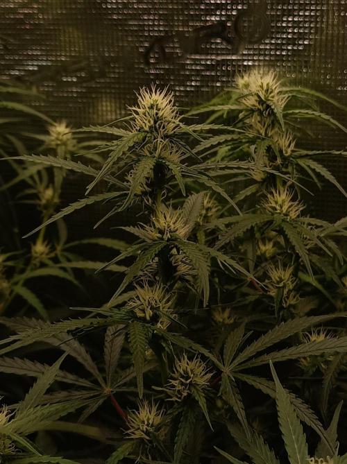 Blackberry Gas Auto Monkey Genetics🙊. Week 5