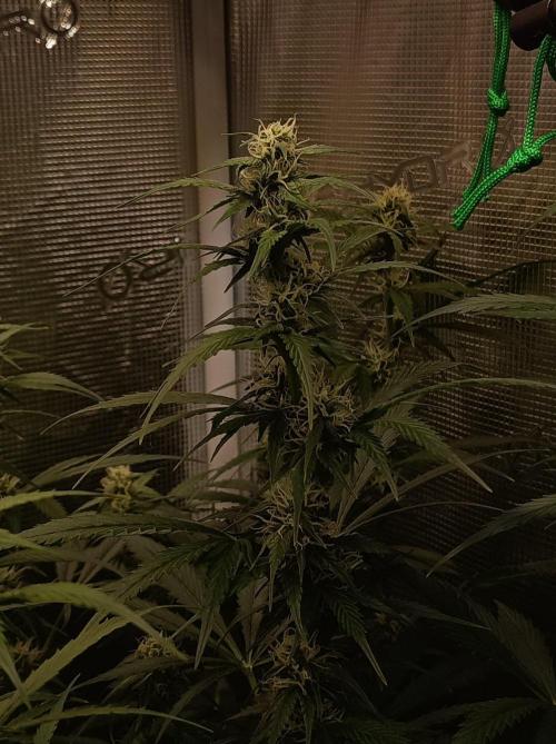 Blackberry Gas Auto Monkey Genetics🙊. Week 5