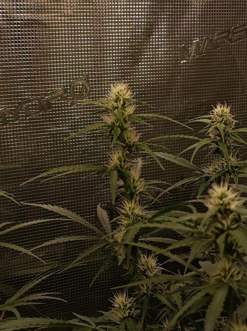 Blackberry Gas Auto Monkey Genetics🙊. Week 5