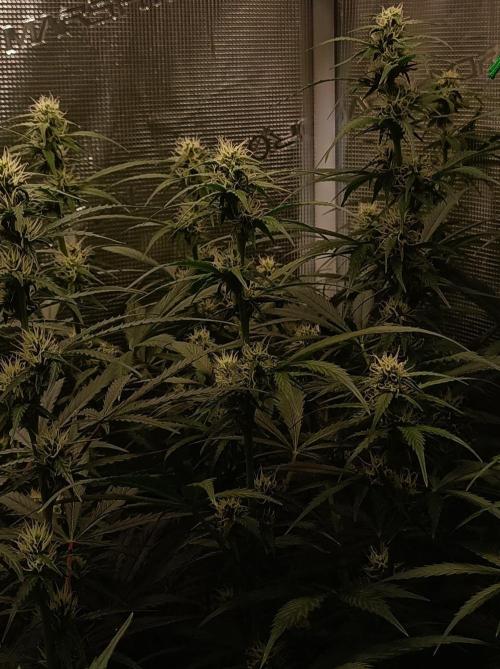 Blackberry Gas Auto Monkey Genetics🙊. Week 5