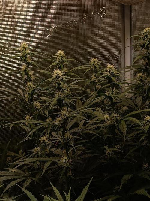 Blackberry Gas Auto Monkey Genetics🙊. Week 5