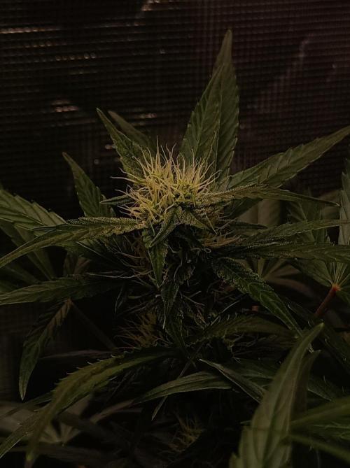 Blackberry Gas Auto Monkey Genetics🙊. Week 5