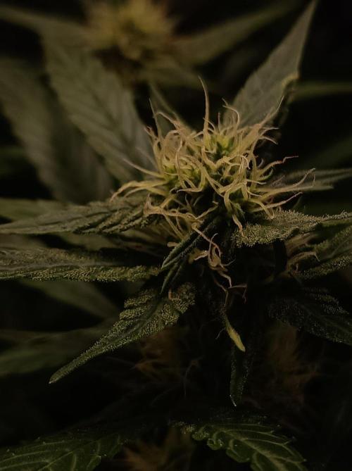 Blackberry Gas Auto Monkey Genetics🙊. Week 5