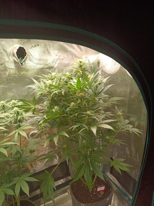 Blackberry Gas Auto Monkey Genetics🙊. Week 5