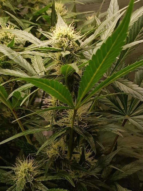 Blackberry Gas Auto Monkey Genetics🙊. Week 5