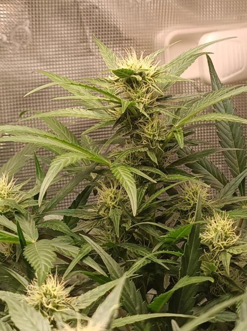 Blackberry Gas Auto Monkey Genetics🙊. Week 5