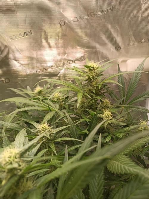 Blackberry Gas Auto Monkey Genetics🙊. Week 5
