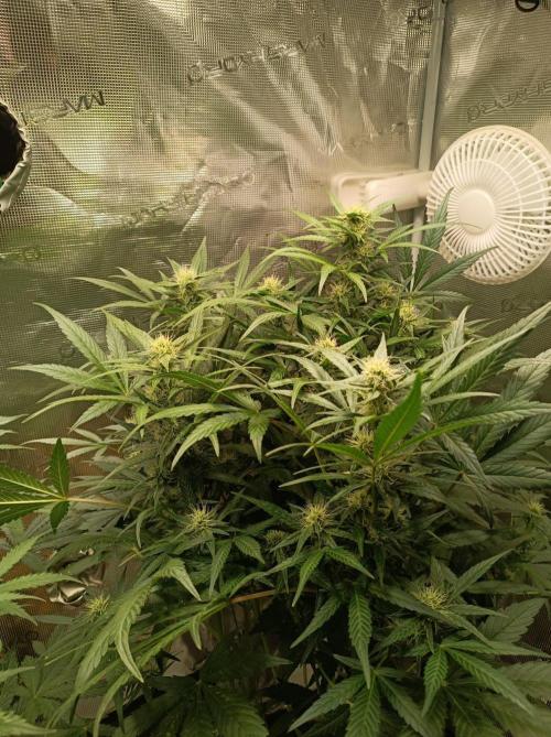 Blackberry Gas Auto Monkey Genetics🙊. Week 5