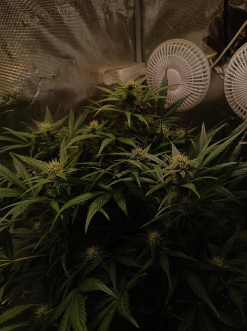 Blackberry Gas Auto Monkey Genetics🙊. Week 5