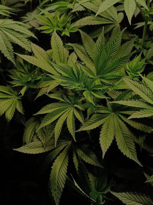 Honey Melon Kush 🍯🍉. Week 5