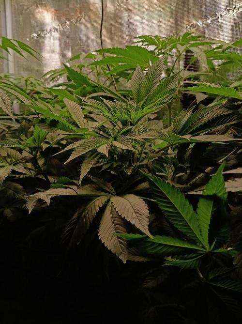 Honey Melon Kush 🍯🍉. Week 5