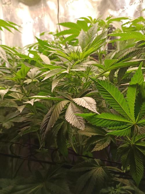Honey Melon Kush 🍯🍉. Week 5