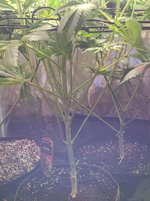 Honey Melon Kush 🍯🍉. Week 5
