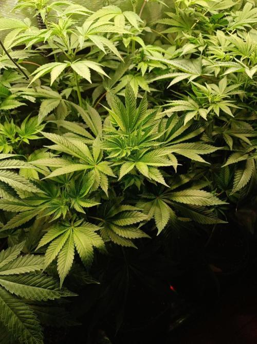 Honey Melon Kush 🍯🍉. Week 5