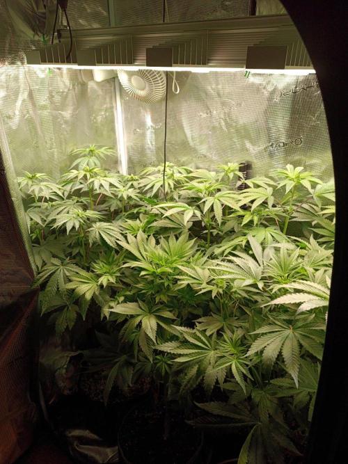 Honey Melon Kush 🍯🍉. Week 5
