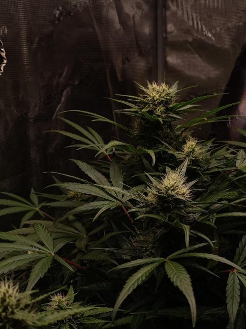Blackberry Gas Auto Monkey Genetics🙊. Week 6