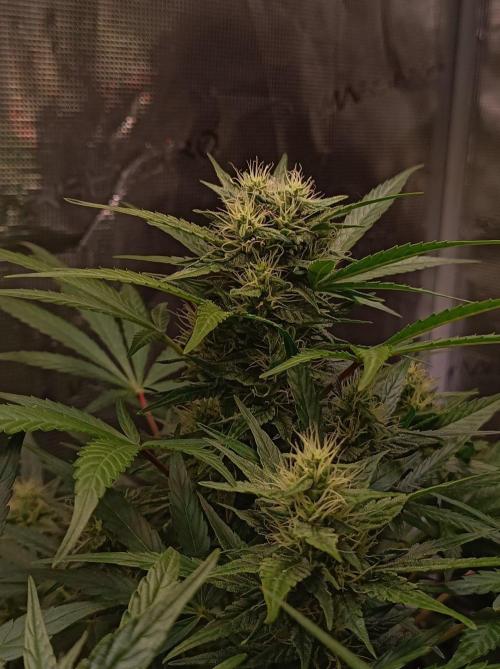 Blackberry Gas Auto Monkey Genetics🙊. Week 6