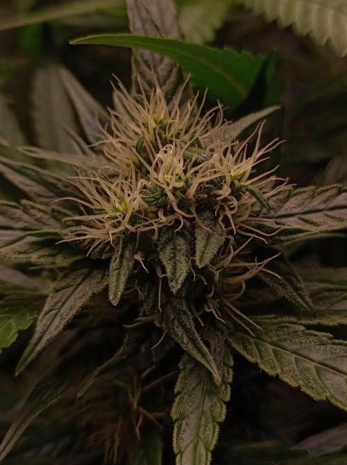 Blackberry Gas Auto Monkey Genetics🙊. Week 6