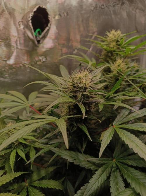 Blackberry Gas Auto Monkey Genetics🙊. Week 6