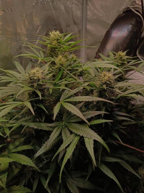 Blackberry Gas Auto Monkey Genetics🙊. Week 6