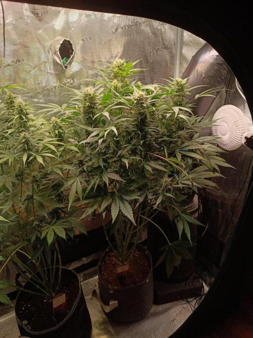 Blackberry Gas Auto Monkey Genetics🙊. Week 6