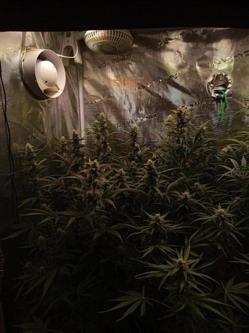 Blackberry Gas Auto Monkey Genetics🙊. Week 6
