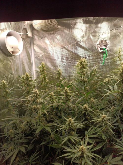 Blackberry Gas Auto Monkey Genetics🙊. Week 6