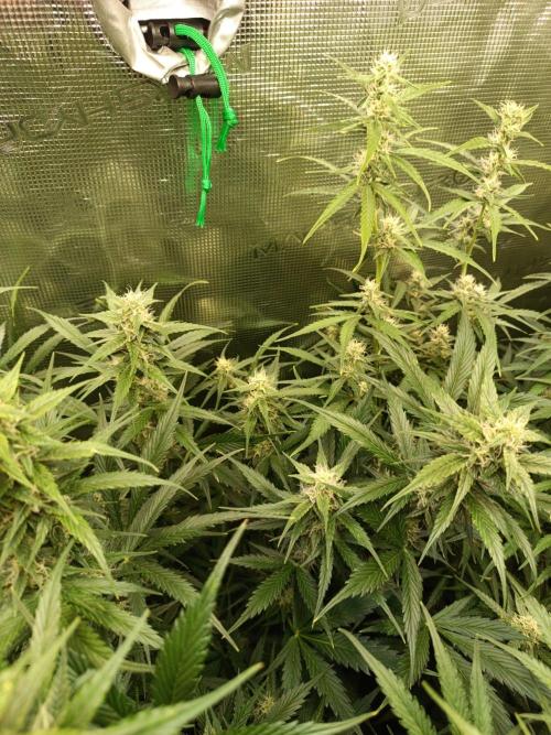 Blackberry Gas Auto Monkey Genetics🙊. Week 6