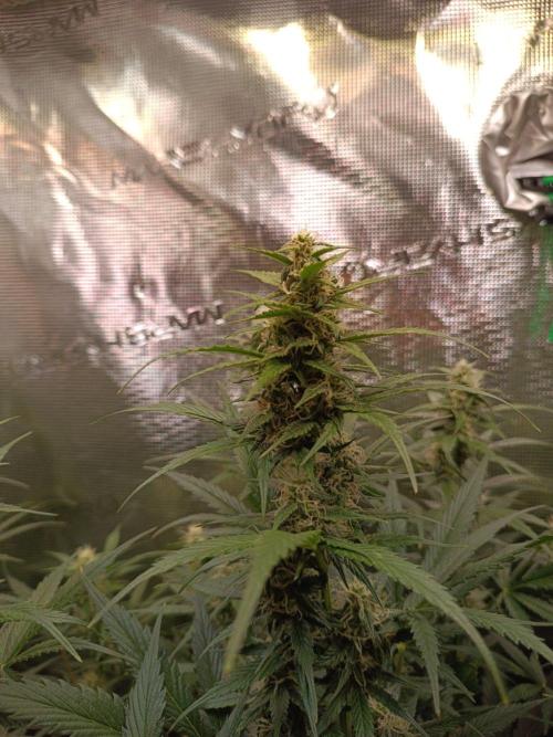 Blackberry Gas Auto Monkey Genetics🙊. Week 6