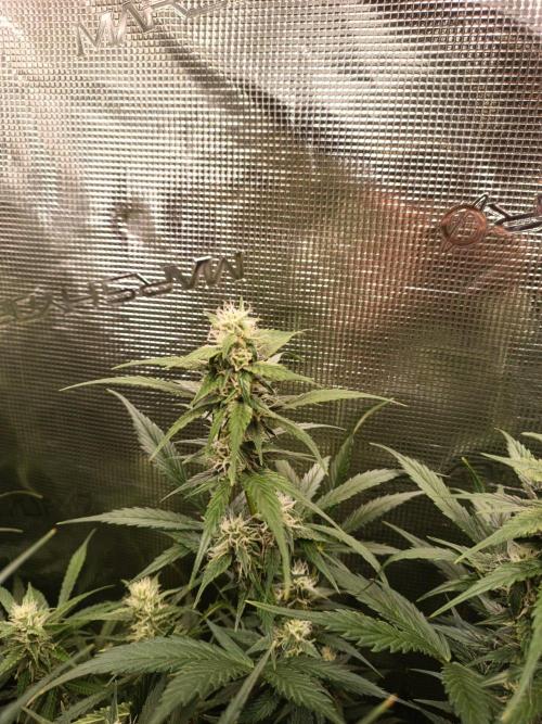 Blackberry Gas Auto Monkey Genetics🙊. Week 6