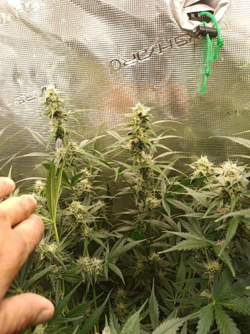 Blackberry Gas Auto Monkey Genetics🙊. Week 6