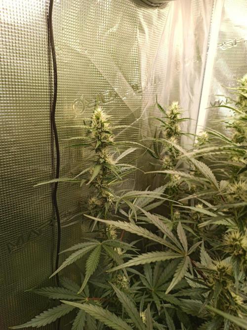 Blackberry Gas Auto Monkey Genetics🙊. Week 6