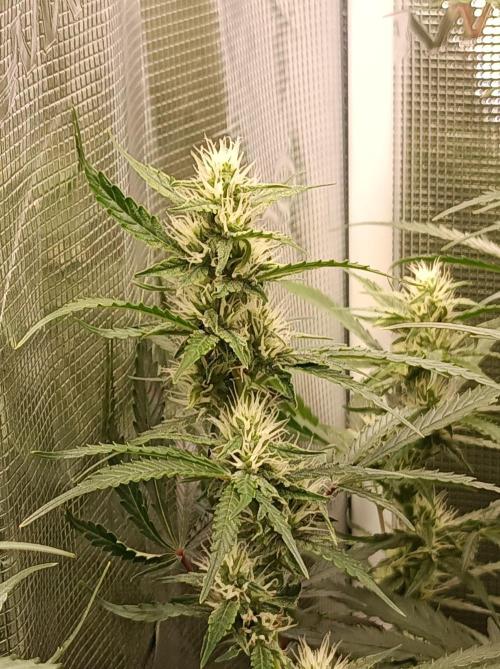 Blackberry Gas Auto Monkey Genetics🙊. Week 6